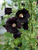 Hollyhock Blacknight