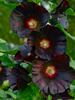 Hollyhock Blacknight