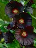 Hollyhock Blacknight