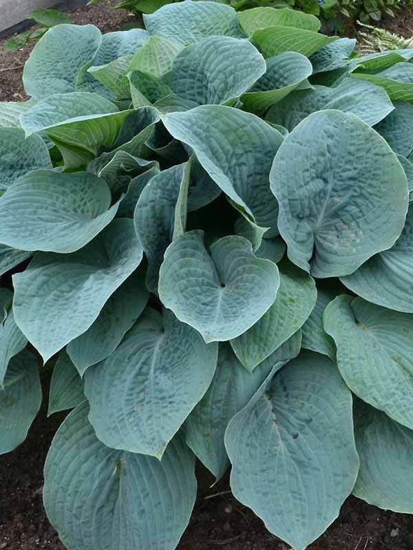 Hosta Blueberry Muffin