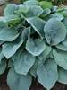 Hosta Blueberry Muffin