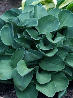 Hosta