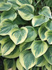 Hosta Cameo