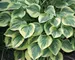 Hosta Cameo