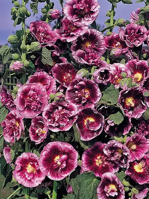 Link to Hollyhock Creme De Cassis