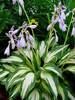 Hosta Christmas Candy