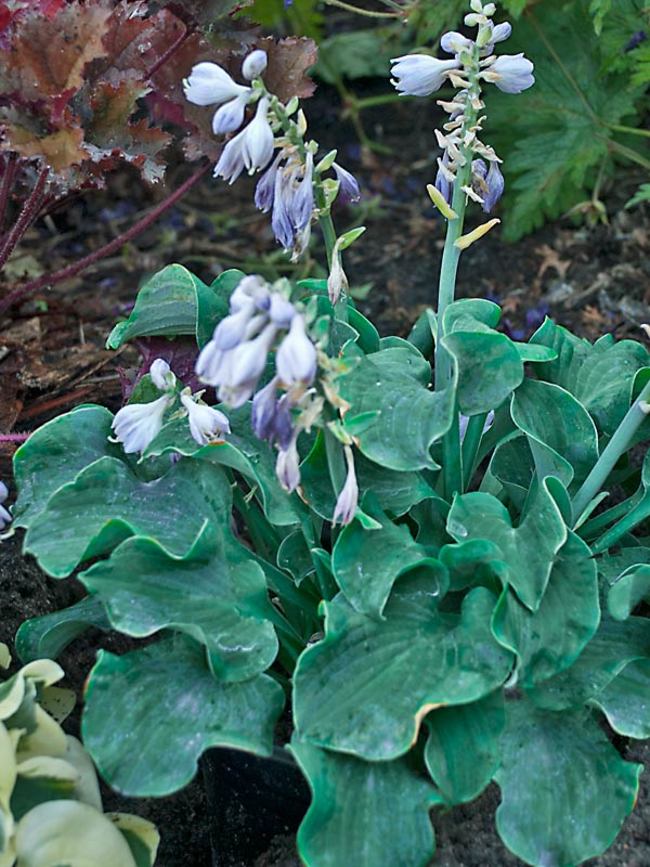 Hosta Church Mouse