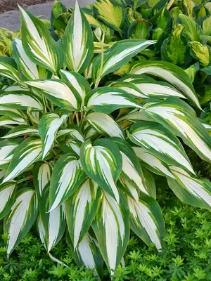 Link to Hosta Cool as a Cucumber