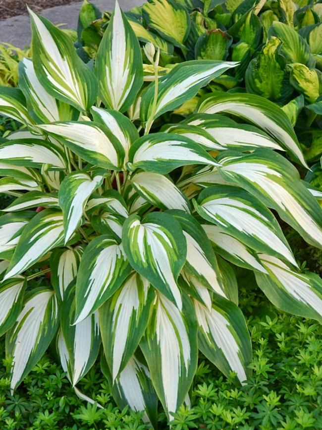 Hosta Cool as a Cucumber