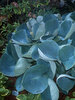 Hosta Abiqua-Drinking-Gourd