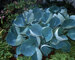 Hosta Abiqua-Drinking-Gourd