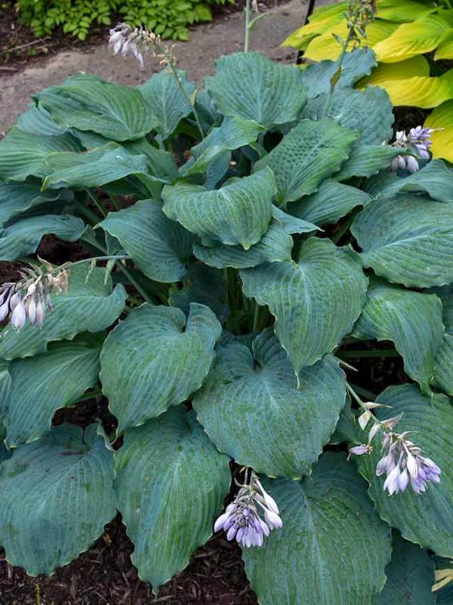 Hosta Diamond Lake