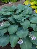 Hosta Diamond Lake
