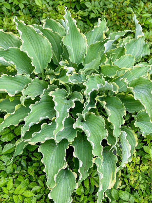 Hosta Dancing in the Moonlight