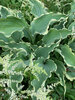 Hosta Dancing in the Moonlight