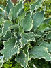 Hosta Dancing in the Moonlight