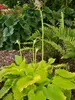 Hosta Dancing Queen