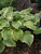 Hosta Fragrant-Bouquet