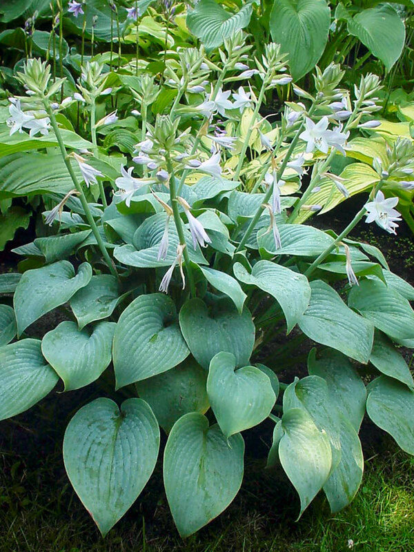Hosta Fragrant Blue