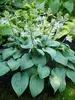 Hosta Fragrant Blue