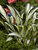 Hosta Fireworks