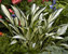 Hosta Fireworks