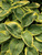 Hosta Great-Arrival