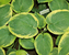 Hosta Great-Arrival