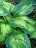 Hosta Great-Expectations