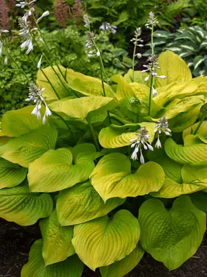 Link to Hosta Age of Gold