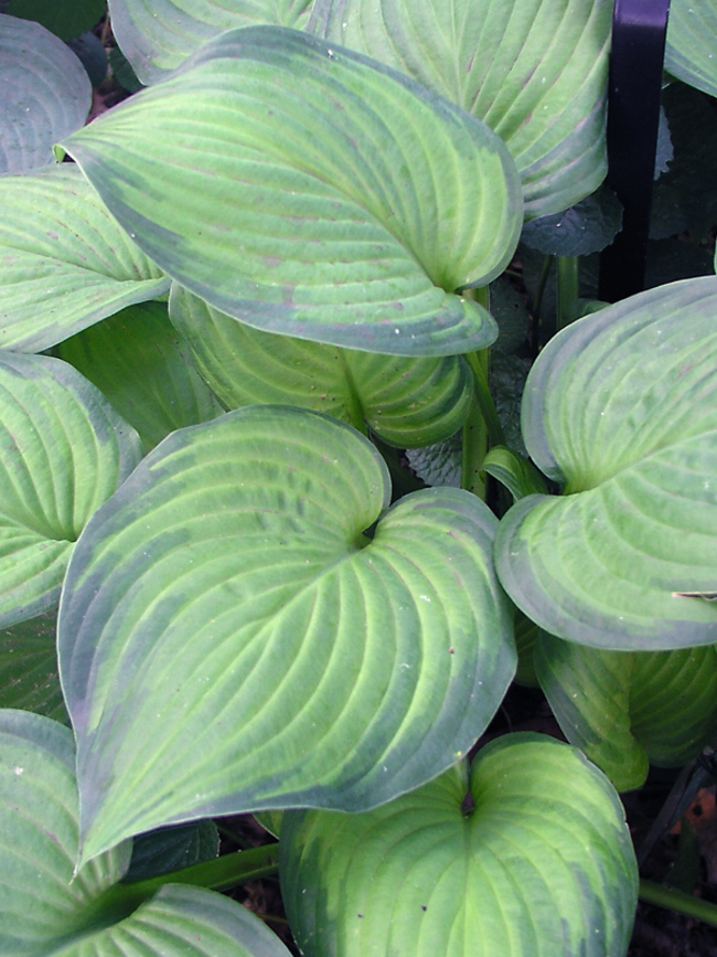 Hosta Guacamole