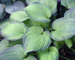 Hosta Guacamole