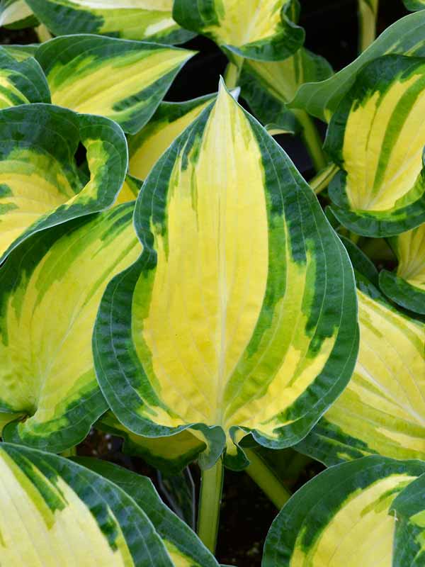 HOHD_0_Hosta_Happy_Dayz1_wg.jpg