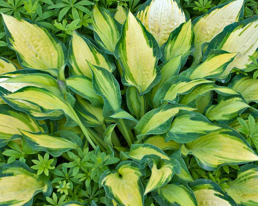 Hosta Happy Dayz | Bluestone Perennials