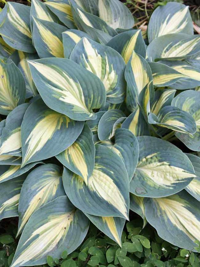 Hosta High Society