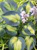 Hosta Heat Wave