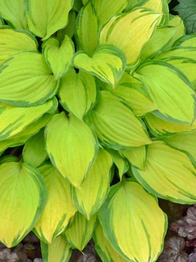 Hosta Island Breeze