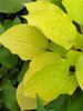 Hosta Fire Island