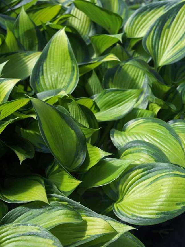 Hosta June Spirit