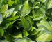 Hosta June Spirit