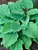 Hosta Komodo Dragon