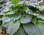 Hosta Komodo Dragon