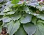 Hosta Komodo Dragon