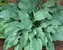 Hosta Komodo Dragon