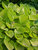 Hosta Little-Aurora