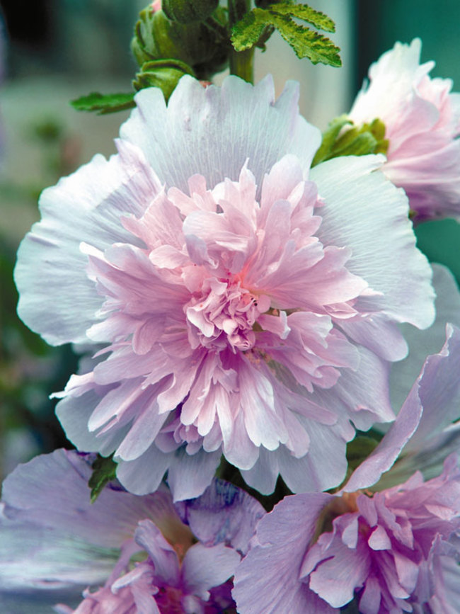 Hollyhock Spring Celebrities Lilac