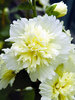 Hollyhock Spring-Celebrities-Lemon