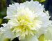 Hollyhock Spring-Celebrities-Lemon