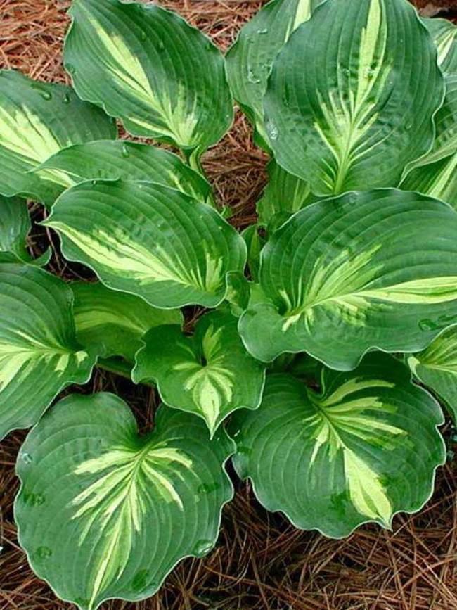 Hosta Lakeside Paisley Print