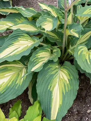 Link to Hosta Love Story